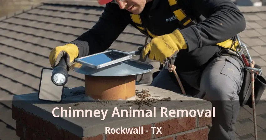 Chimney Animal Removal Rockwall - TX